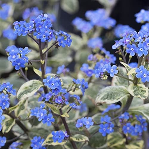 Sibirischer Herzblatt Brunnera Macrophylla Hadspen Cream - Garten-Staude