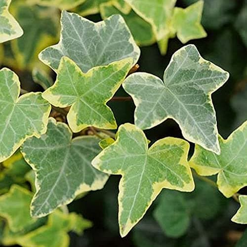 Hedera Goldchild Klettern Immergrüner Strauch Sommergarten | 15-30cm (inkl. Topf) | ideal für Haus und Garten | perfekte