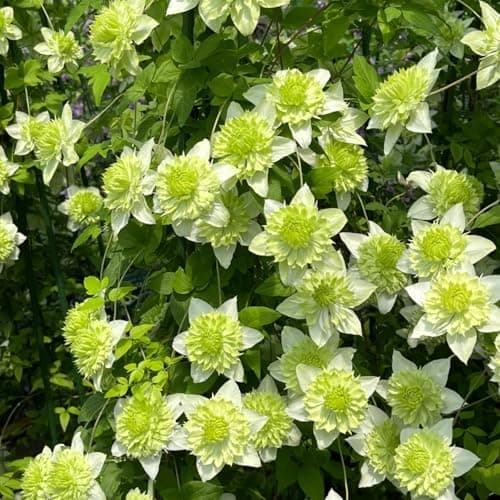 Clematis Knollen Winterhart - Robuste Pflanze für Anfänger-Perfect für Gartenanfänger-Blüten im Frühjahr-3-Zwiebel-Pflan
