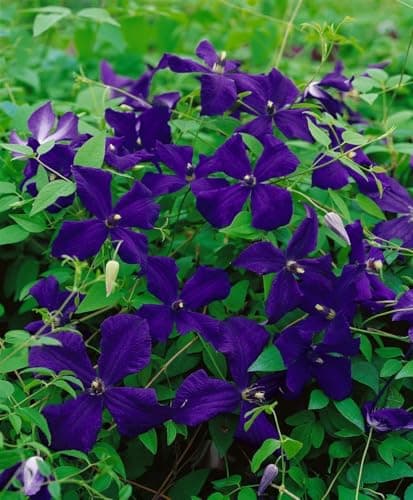 Clematis viticella 'Polish Spirit' -violett Blüten-ideal für Rankgerüste-pflegeleicht-winterhart
