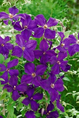 Clematis viticella 'Polish Spirit' -violett Blüten-ideal für Rankgerüste-pflegeleicht-winterhart