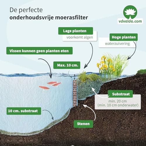 Vdvelde.com - Große Stranddistel für Teichpflanzenfilter - Winterharte Teichpflanzen - 30 lose Filterpflanzen - Für ca.
