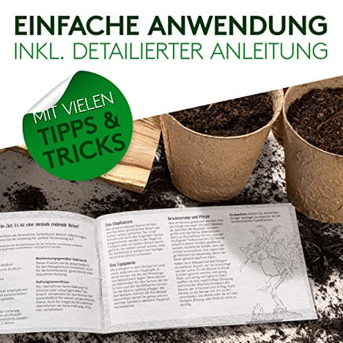 JATISI Glücksbaum Bonsai-Starter Kit – Nachhaltiges Anzuchtset für Anfänger mit Samen & Werkzeugen
