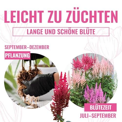 Astilbe Stauden Super Kollektion (10 Wurzeln) für den Garten - Winterharte Mischung aus 5 Sorten, große Mehrjährig Pflan