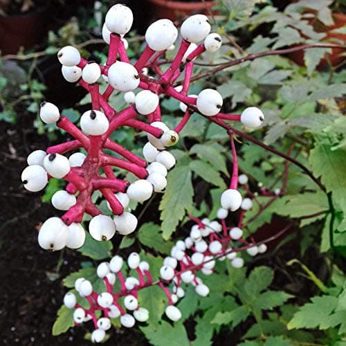 Actaea pachypoda 'Misty Blue' Baneberry Strauch Immergrüner Gartenstrauch | 9cm Topf - Dauerhafte Blüte | Ideal für Schu