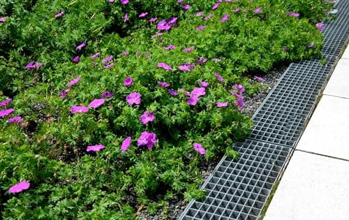 3 x Geranium sanguineum 'Dilys' - Leuchtende Blüten für monatelange Gartenfreude - Bienenfreundlich