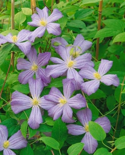 Clematis viticella 'Prince Charles' - Italienische Waldrebe, pflegeleicht, winterhart
| Clematis viticella 'Prince Char