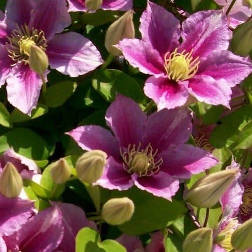 Clematis Piilu Lavendelrosa/Pink 2 X 1,5 Liter Töpfe 2-er Set Winterhart 2 X Mehrjährig Kletterpflanze