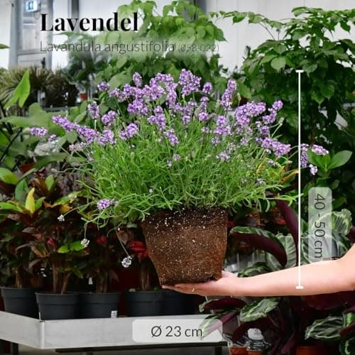 Lavendel Busch Green Me Up groß – Winterhart & pflegeleicht – Bienenfreundlich & ungiftig – XXL Blütenmeer für Balkon &