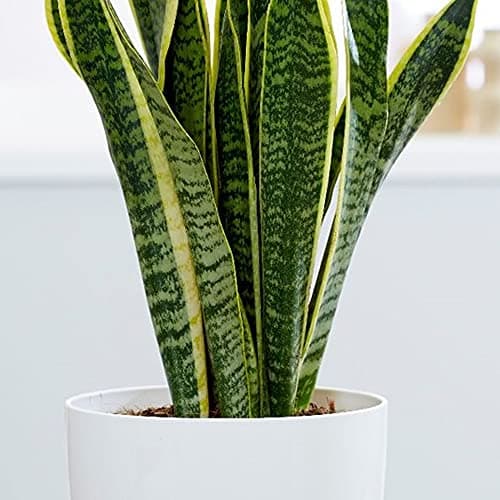 Sanseveria Laurentii Bunte Schlangepflanze Gesunder Indoorstrauch im 9CM Topf