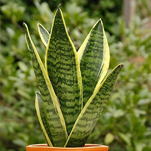 Sanseveria Laurentii Bunte Schlangepflanze Gesunder Indoorstrauch im 9CM Topf