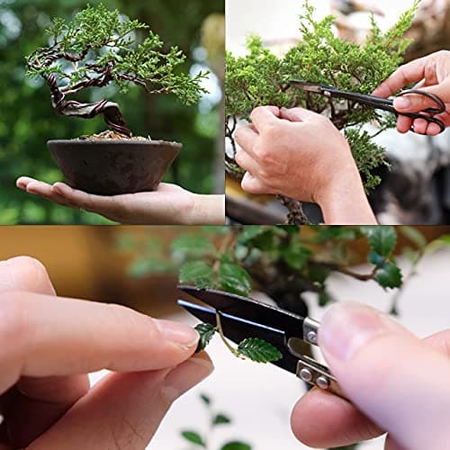 Premium Bonsai Samen Set mit 8 Bonsai Saatgut Sorten – 40 Samen für den Mini Garten und Zen Garten – Idealer Anfang für