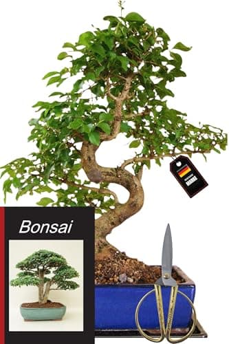 Genki-Bonsai Chinesischer Liguster Bonsai – pflegeleichtes 4-teiliges Komplettset – für Anfänger & Fortgeschrittene – 35