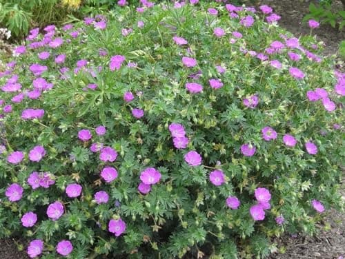 10 x Geranium sanguineum 'Max Frei' - Kompakt, leuchtend und unermüdlich blühend - Tolle leuchtende Blüten - für Gartena