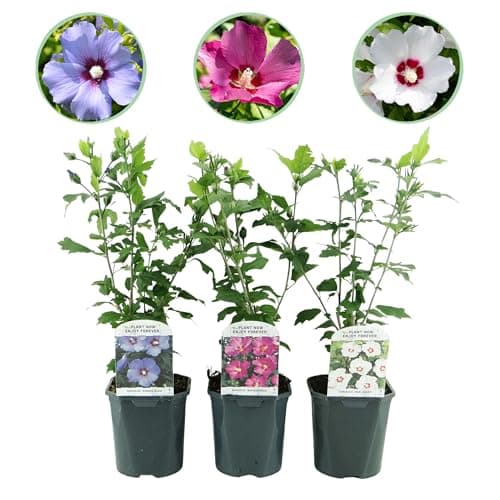GreenboutiQ - Hibiscus syriacus Tricolour - Blüte Rosa, Weiß und Blau - Laubabwerfend - Wenig Pflegeaufwand - Topf 17cm