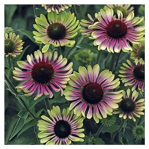 3 x Echinacea purpurea 'Green Twister' - Einzigartiges Farbspiel für den Garten - sehr Bienenfreundlich - Stauden Gänge