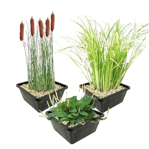 vdvelde.com - Teichpflanzen Set für Anfänger - Uferpflanzen - Ideal für kleine Teiche - Leicht installierbar - 12 Pflanz