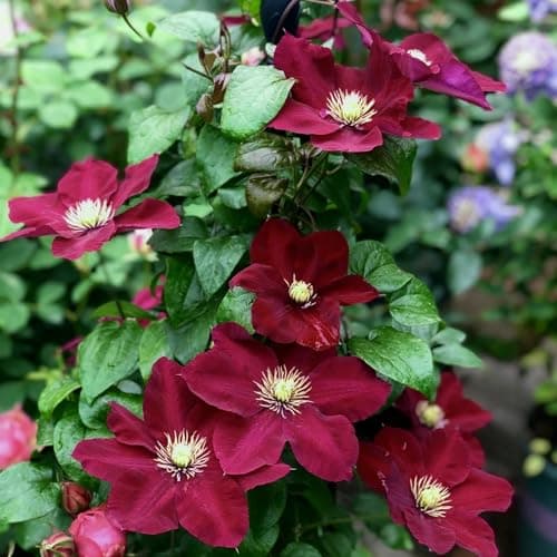 Winterhart Clematis Pflanze - Stark blühend für jeden Garten - ELEGANTE STRFACTEN - 3 Zwiebeln-Set