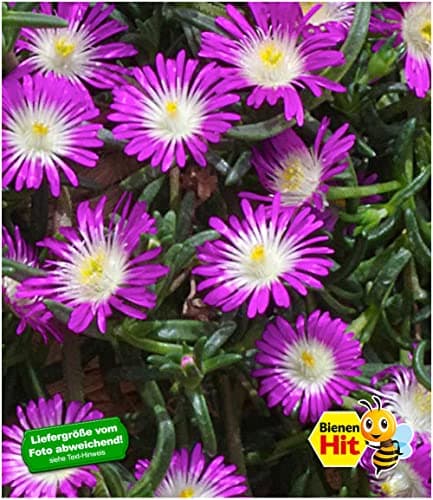 BALDUR Garten Winterharte Eisblume "Violett Wonder", mehrjährig, bienenfreundlich, blühend