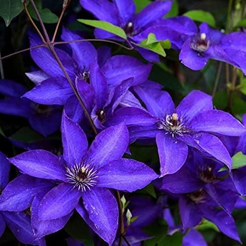 Clematis-Rhizom. Clematis winterhart mehrjährige „Königin der Reben“ - Schmücken Sie die Umgebung -10 Rhizom-Beschläge f
