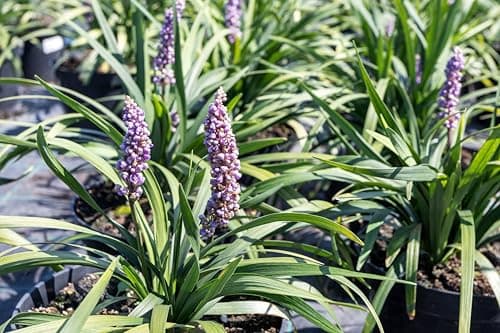 Liriope muscari 'Royal Purple' im 1 Liter Topf - Winterhart - Immergrün - für schattige Oasen - von Stauden Gänge