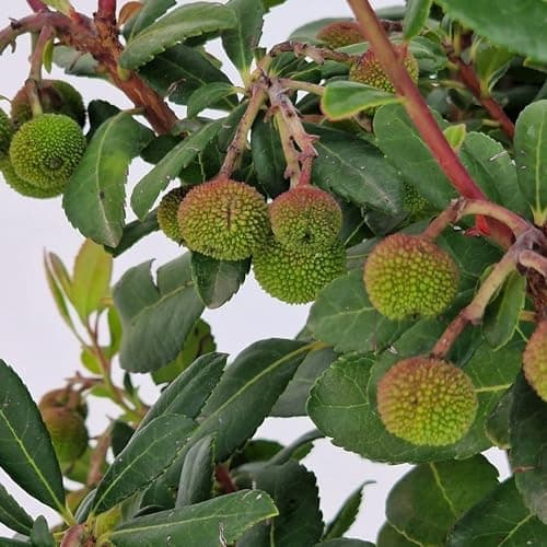 Meine Orangerie Erdbeerbaum – Arbutus unedo – Erdbeermarillen für Garten & Terrasse im Ø 20cm Topf - Höhe inkl. Topf ca.