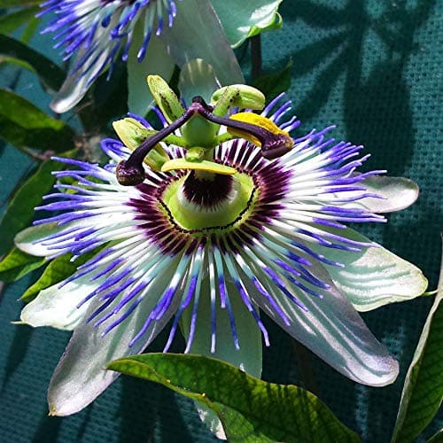 Passiflora 'Caerulea' halbimmergrüner Winterharter Gartenstrauch 1.5L Topf