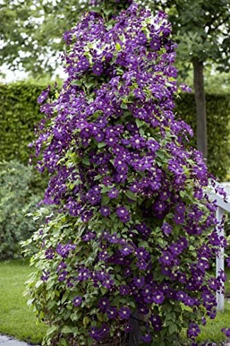 Clematis viticella 'Polish Spirit' -violett Blüten-ideal für Rankgerüste-pflegeleicht-winterhart