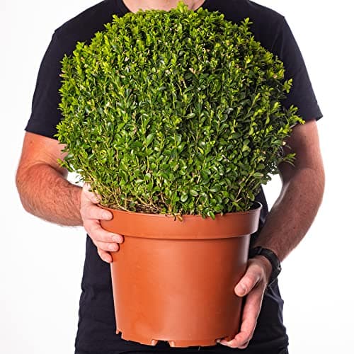 Gemeine Buchsbaum Buxus Ball 30cm DurchmesserIdealer Wintergarten-Punkt
| Gemeine Buchsbaum Buxus Ball 30cm Durchmesser