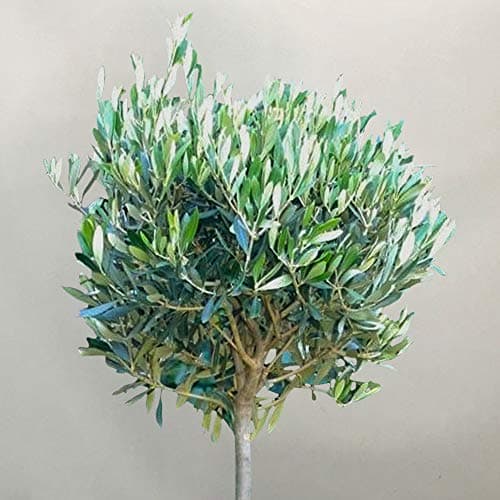 Olivenbaum 'Olea Europa' Winterharte Zierbäume im Topf für kleine Gärten 2-3ft