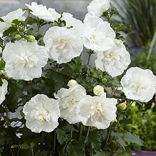 Hibiscus Syriacus White Chiffon + Blühender Gartenstrauch + Einheimische Pflanze | Sommerblüten im Garten | Zierstrauch