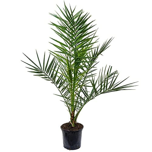 Gardener's Dream Phönix Canariensis Kanarische Dattelpalme - Exotische Palme für den Garten, Terrasse und Balkon, Winter