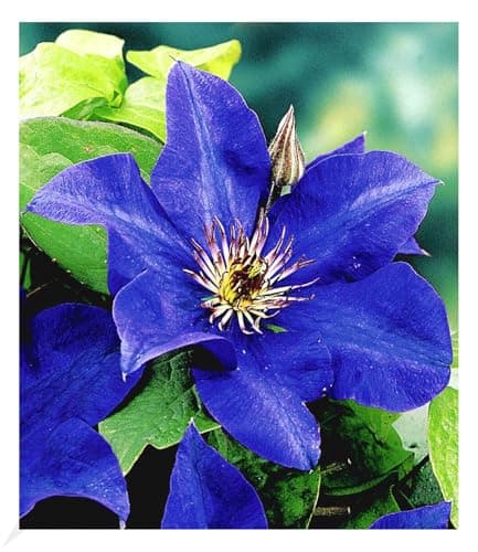 BALDUR Garten Waldrebe Clematis 'Etoile de Malicorne' winterhart, bienenfreundliche mehrjährige blühende Kletterpflanze,