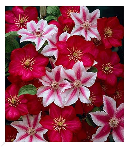 BALDUR Garten Waldrebe Clematis 'Etoile de Malicorne' winterhart, bienenfreundliche mehrjährige blühende Kletterpflanze,