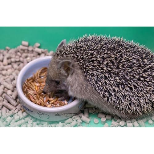 GardenersDream getrocknete Mehlwürmer - Perfekt für Vögel im Garten
| GardenersDream getrocknete Mehlwürmer - Naturvoll