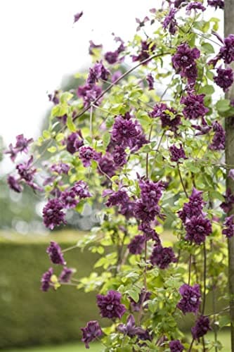 Clematis viticella 'Purpurea Plena Elegans' - gefüllte purpurrote Blüten, ideal für Rankgerüste, pflegeleicht und winter