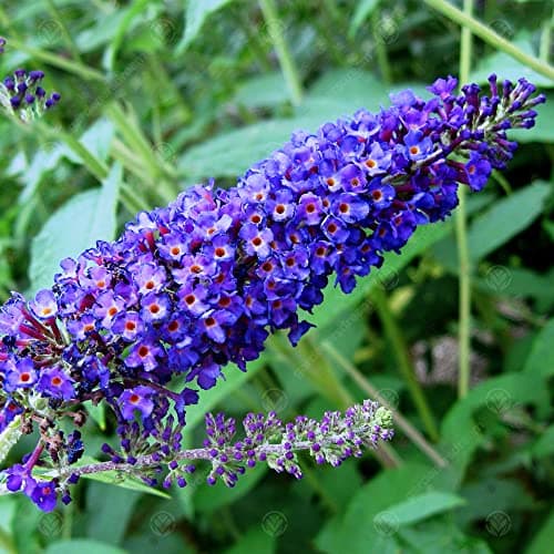Buddleia Davidii Empire Blue Schmetterlingsflieder Duftender Gartenstrauch - Duft,Ideal für Vordergarten,Praktische Größ
