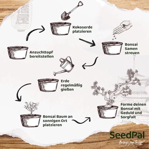 SeedPal - Bonsai Set - Anfänger Kit - Geschenkset inkl. Anleitung & Zubehör