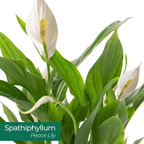 Spathiphyllum Friedenslilie, große Zimmerpflanze, ideal für jede Wohnung, neue Luftreinigerin in Ihrem Zuhause.
| Spath