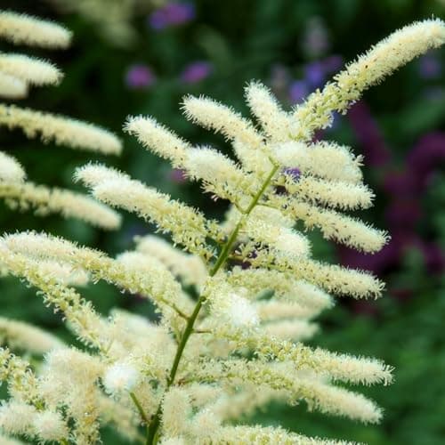Astilbe Stauden Super Kollektion (10 Wurzeln) für den Garten - Winterharte Mischung aus 5 Sorten, große Mehrjährig Pflan