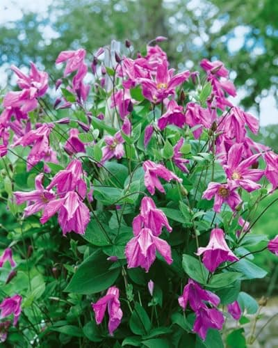Clematis integrifolia 'Aljonushka' - Rosa Blüten, ideal für Rankgerüste, pflegeleicht