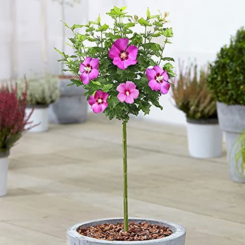 Hibiskus Woodbridge Rose von Sharon - Laubabwerfender Topfbaum für Garten & Terrasse