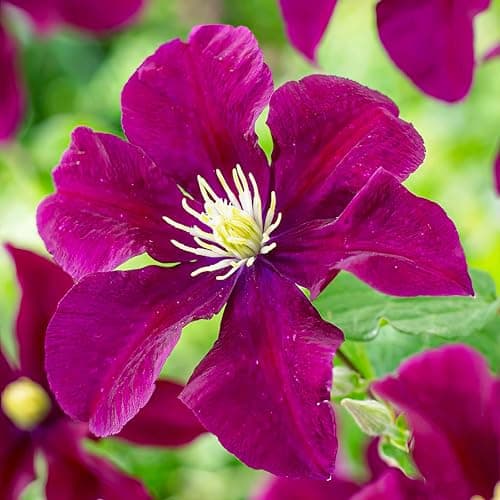 Clematis Tricilor Kollektion (3 Pflanzen) - Weiß-Rot-Rosa-Violett Farben, Winterhart und Mehrjährig, Stauden aus Holland