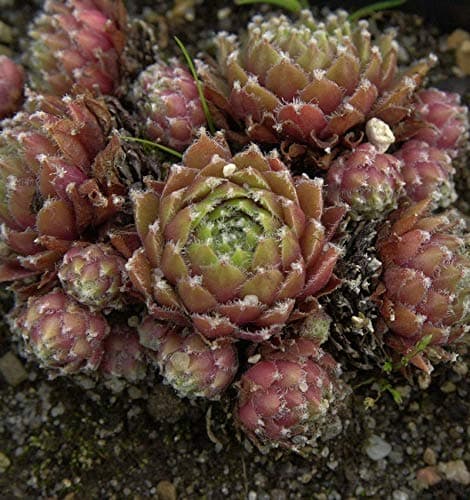 Dachwurz Desert Bloom - Sempervivum cultorum + [Größe] + [Anpassungsfähig] + [Innenarchitektur]