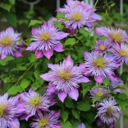 Winterhart Clematis Pflanze - Stark blühend für jeden Garten - ELEGANTE STRFACTEN - 3 Zwiebeln-Set