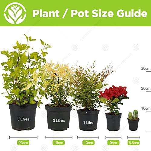 Buxus Ball Set - Echter Immergrün-Strauch für Garten-Topiary 2 x 40cm Durchmesser TopQUALITÄT