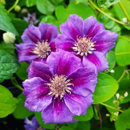 Clematis Großblütige Daniel Deronda 1L - Pflanze für Anfänger und professionelle Gärtner - Ideal für Kleingarten - Schön