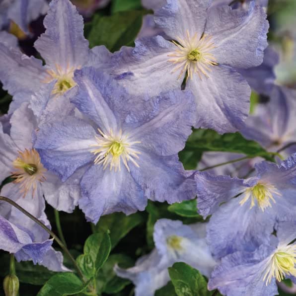 Clematis Großblütige Daniel Deronda 1L - Pflanze für Anfänger und professionelle Gärtner - Ideal für Kleingarten - Schön
