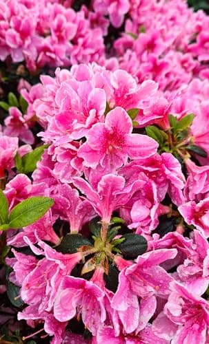 Rhododendron "Pink Poetry" Japanische Azalee -Ideal für Anfänger-Pink Poetry Azalee als Schönheitspflanze für Anfänger-B