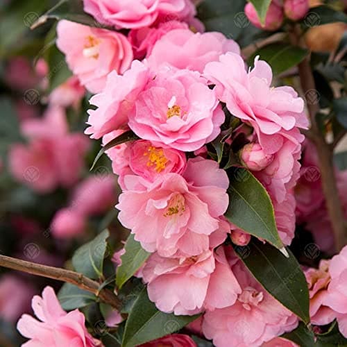 Camellia williamsii 'Spring Festival' - Immergrüner pinker Gartenstrauch für Anwender im Garten | 9cm Topf